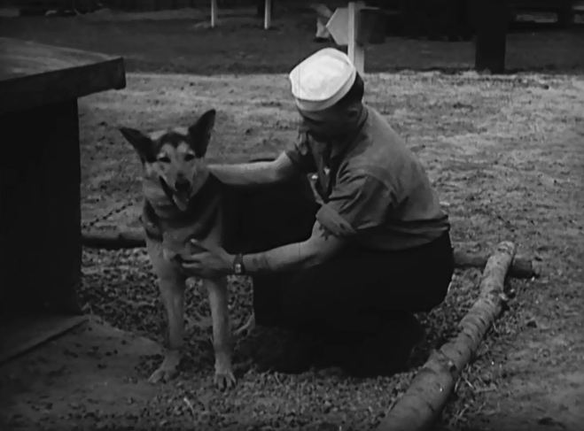 War Dogs of WW2